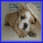 Pixelated dog with brown and white fur, black eyes and nose, positioned in a square frame with blue border.
