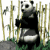 Animated sequence of a panda bear standing among bamboo stalks, holding a thin object with both hands in front of its chest.