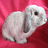 A white rabbit on a pink background with showing a black and white heart-shaped symbol over its chest