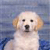 Pixelated image of a light-colored dog with dark eyes and nose, facing forward against a blue background.