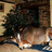 Pixelated image of a dog lying down with text overlays on blue and gray backgrounds.