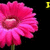 A static image of a pink flower with layered petals and a green stem, set against black background.