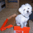 A white dog sits on an orange chair with a brown wooden frame, positioned against a blurred indoor background.