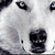 A split-screen image shows a dog's face on the top-left and a wolf's face on the bottom-left, with blue text 'Isla' on the top-right.