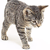 50-kitten