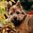 A pixelated dog with brown fur and a black nose appears on the left, next to green text reading 'rocky hill terriers.'