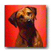 A static image of a brown dog with a blue collar against a red background, displayed in a of six with color-inverted and repeated versions