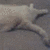 A light-colored animal lies on a gray surface, shifting from an upright to a curled position