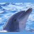Animated sequence of dolphins breaching ocean waves with heart symbols and text elements on black background.