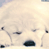 Animated contact sheet showing a white dog's face in two frames with a blue background containing 'CoolBuddy.com' text on the right side.