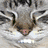 A static image of a cat's face with text overlays in blue and green blocks, plus a red banner reading 'don't ask'.