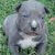 A gray puppy with blue eyes and a white chest sits on green grass, its head slightly tilted in a static pose.
