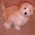 A small dog with light brown and white fur stands on a textured brown background, its head turning from left to right across frames.