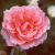 A pink rose with layered petals on a dark background, next to the word 'Love' in bright pink cursive text on light pink.