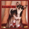 A small dog with black and white fur sits between two legs wearing red shoes with white accents, with 'Excuse Me!' text in a red box above.