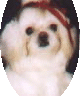 A small dog with white and light brown fur wears a red headband, positioned centrally against a dark background.