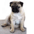 Animated sequence showing a pug in four distinct poses: sitting, standing with red sweater, close-up face, and blue silhouette.