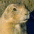 Pixelated animal head on left, green text 'Original Icons .com' on right against dark background.