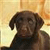 A pixelated close-up of a dark brown dog with floppy ears against a blurred warm-toned background.