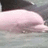 A pixelated image of a light pink, rounded object with subtle shading against a muted background.