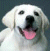 Static pixelated image of a white dog's face with pink tongue, black nose, and dark eyes against a dark background.