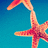 Pixelated starfish with five arms in warm orange and red tones against a solid blue background.