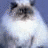 A four- shows a fluffy cat in the top-left, purple flower icons with text in top-right and bottom-left, and empty space in bottom-right
