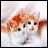 A four- with two animal images and text asking about animal abuse, featuring pixelated cats and a dog