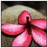 A static pixelated image of a pink flower with five petals and a dark brown center against a blurred background of beige and dark brown tones.