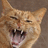 Pixelated orange tabby cat with mouth open showing teeth and tongue, next to pixelated text on black background.