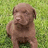 A pixelated brown dog sits on green grass, with pink text reading 'who knew', 'chocolate could', and 'be soooo cute!' on a black background.