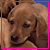 brown puppy images with pink borders, each showing a small green symbol changing from dot to heart