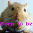 Pixelated hamster image with pink text reading 'Born to be a mouse' across the bottom, split into two side-by-side showing slight variations in the hamster's expression and text