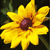 A pixelated yellow flower with a dark brown center against a dark green background, rendered in low-resolution digital art style.