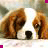 A dog with brown and white fur appears in two states: one where its eyes are closed, another where they're open.