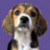 Two side-by-side static images of a beagle dog: one against purple background, the other on grass with green foliage.