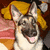 A German Shepherd dog with a yellow hat on a patterned background, next to text reading "I Love My Abby" and a speaker icon.