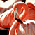 A pixelated image of a flamingo with orange-red plumage and white accents, positioned next to text reading 'SAN DIEGO ZOO' in blue and green letters above the word 'Flamingo' in black.