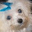 Pixelated dog face with blue bow on left side, set against solid bright blue background with pixelated text reading 'can i have a COOKIE??'