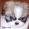 A close-up of a small dog's face with fur in brown and white tones, blue eyes, and a dark nose, with text reading "Bite me" at the bottom left.