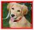 Pixelated static icon of a light-colored dog with its mouth open, set against a dark green background and framed by a red border.
