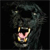 Animals icons for AIM, MSN, MySpace and Yahoo