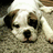 Pixelated image of a dog lying on carpet with text overlays expressing boredom and requests for attention.