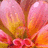 A pixelated image of a pink and orange flower with text on a bright purple background.
