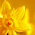 A pixelated yellow flower with orange accents and a red center, set against a solid yellow background.