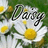 A pixelated image of a daisy flower with white petals and yellow center, overlaid by the word 'Daisy' in black cursive script.