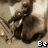 A pixelated collage of four distinct images: a close-up of hands holding an object, a detailed eye view, a horseback rider jumping over an obstacle, and partially visible text elements.