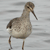 Pixelated bird with long beak standing on one leg against gray striped background, brown and beige plumage, black eye, visible wing and tail feathers.