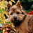 A pixelated dog image with green background and white text reading 'the team is in the huddle he captain up ahead we all got 2gethe and this is what we saive goffa wi we gotta f-i-ght we gotta f-i-ght'.