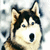 Pixelated image of a dog with black and tan fur, open mouth, blue eyes, standing against a light background with text reading 'Show Dog' in blocky letters.